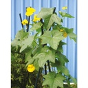 Pflanzstab Rankhilfe Stahl mit Kunststoff Ummantelung grün 120 cm – Galeriebild 5